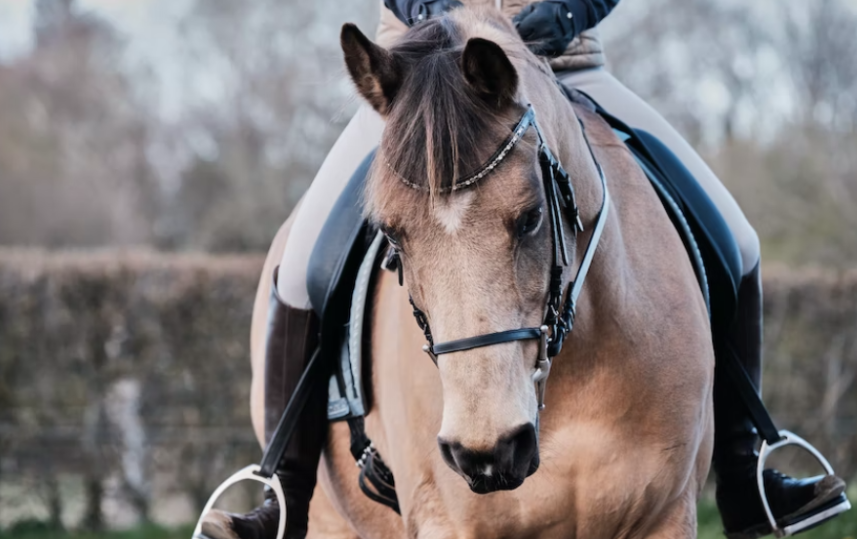 Mental Strength in a Jockey’s Career